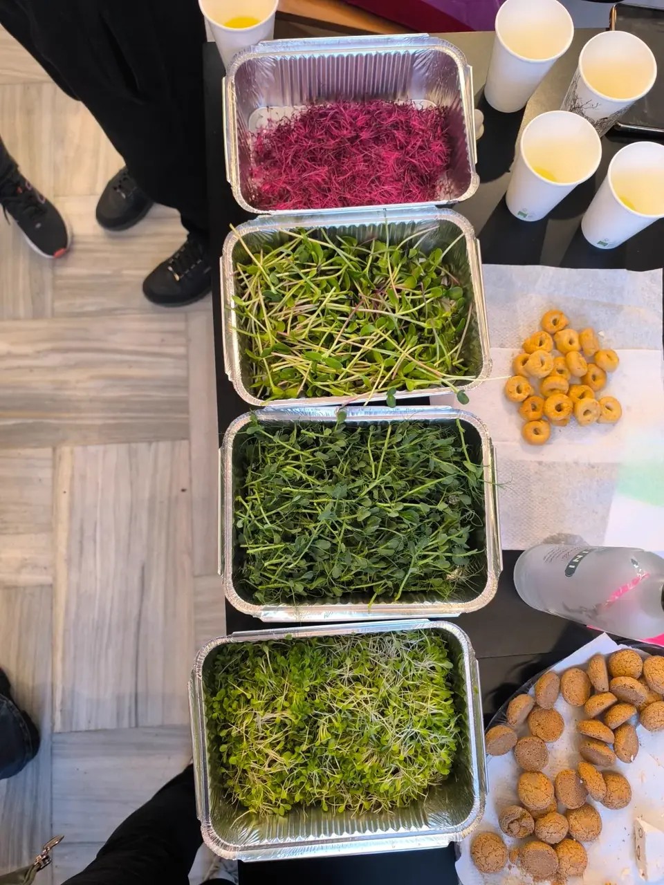Paula en Atenas: la diseñadora web detrás del portal de microgreens