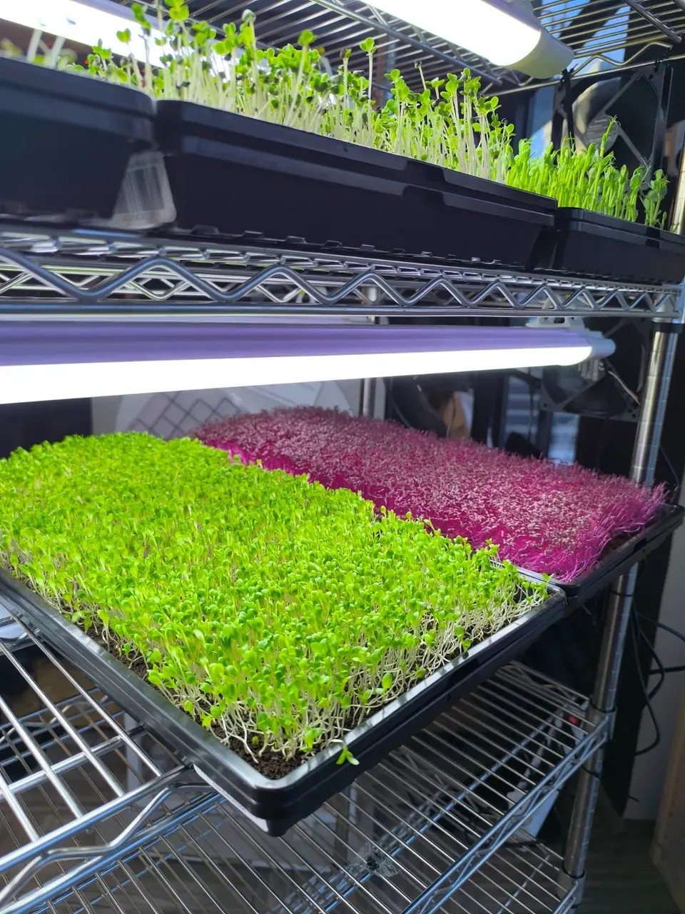 Imagen de Detox with Microgreens 2 (2026)